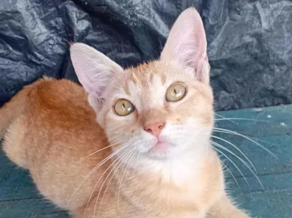Gato raça SRD-ViraLata idade 2 a 6 meses nome teco e jade 