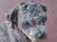 pateta