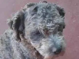 Cachorro raça Poodle idade 2 a 6 meses nome pateta