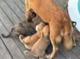 São 6 cachorrinhos 