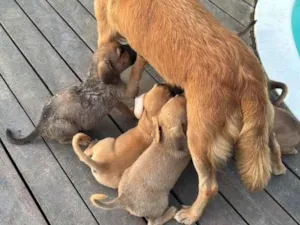 Cachorro raça SRD-ViraLata idade 2 a 6 meses nome São 6 cachorrinhos 