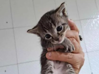 Gato raça SRD-ViraLata idade Abaixo de 2 meses nome bebês gatos 