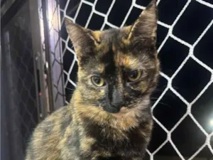 Gato raça SRD-ViraLata idade 2 anos nome Luna 