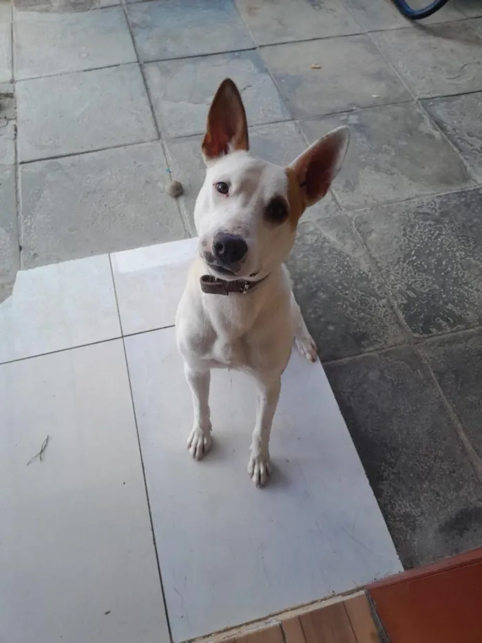 Cachorro raça SRD-ViraLata idade 2 anos nome Snow