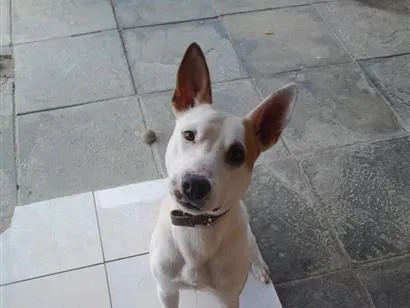 Cachorro raça SRD-ViraLata idade 2 anos nome Snow