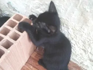 Gato raça SRD-ViraLata idade Abaixo de 2 meses nome gatinho 