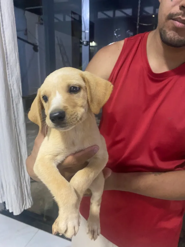 Cachorro raça SRD-ViraLata idade 2 a 6 meses nome Bob