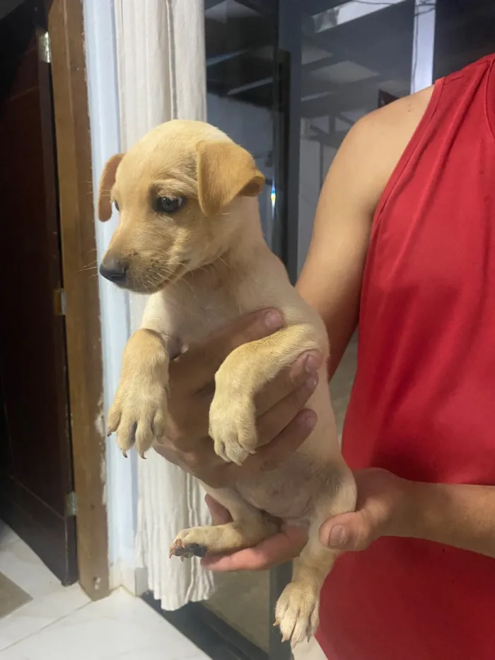 Cachorro raça SRD-ViraLata idade 2 a 6 meses nome Luna