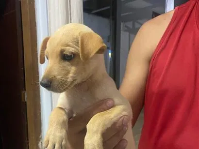 Cachorro raça SRD-ViraLata idade 2 a 6 meses nome Luna