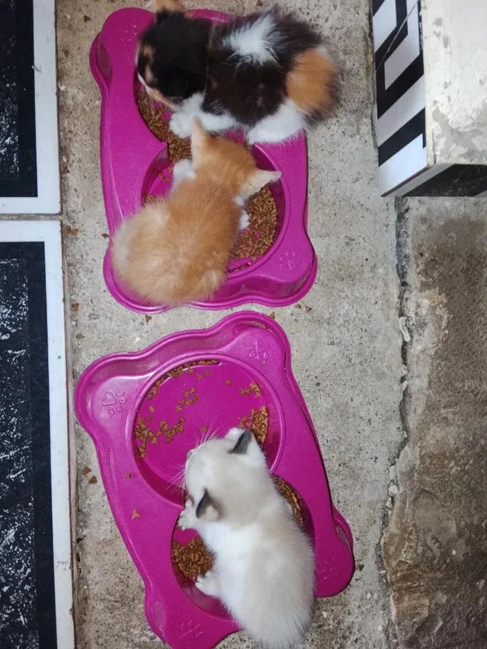 Gato raça SRD-ViraLata idade Abaixo de 2 meses nome Sem nomes