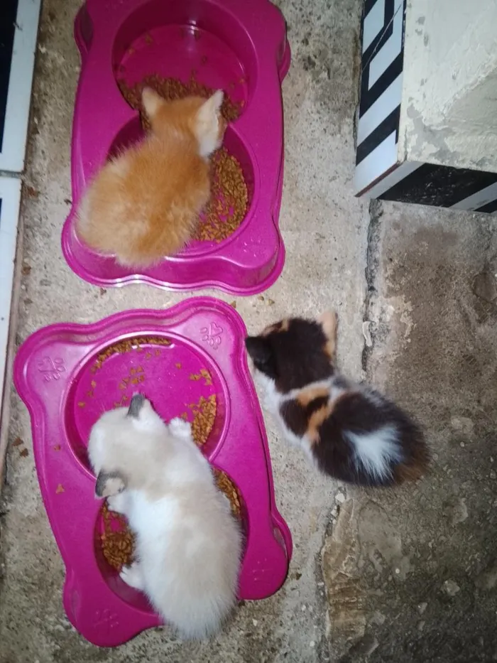 Gato raça SRD-ViraLata idade Abaixo de 2 meses nome Sem nomes