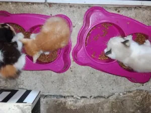 Gato raça SRD-ViraLata idade Abaixo de 2 meses nome Sem nomes