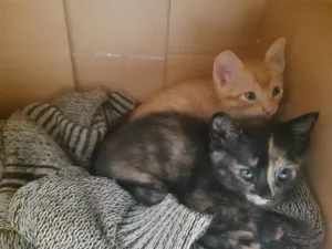 Gato raça SRD-ViraLata idade 2 a 6 meses nome Pit e Sulivan