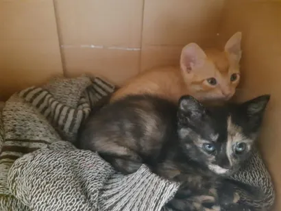 Gato raça SRD-ViraLata idade 2 a 6 meses nome Pit e Sulivan