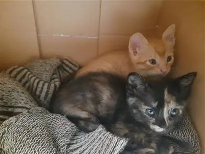 Gato raça SRD-ViraLata idade 2 a 6 meses nome Pit e Sulivan