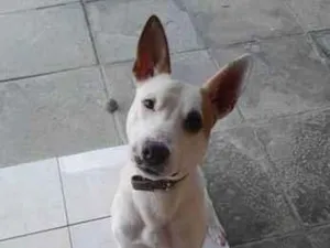 Cachorro raça SRD-ViraLata idade 2 anos nome Snow