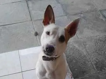 Cachorro raça SRD-ViraLata idade 2 anos nome Snow