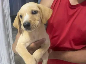 Cachorro raça SRD-ViraLata idade 2 a 6 meses nome Bob