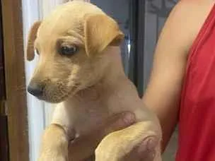 Cachorro raça SRD-ViraLata idade 2 a 6 meses nome Luna