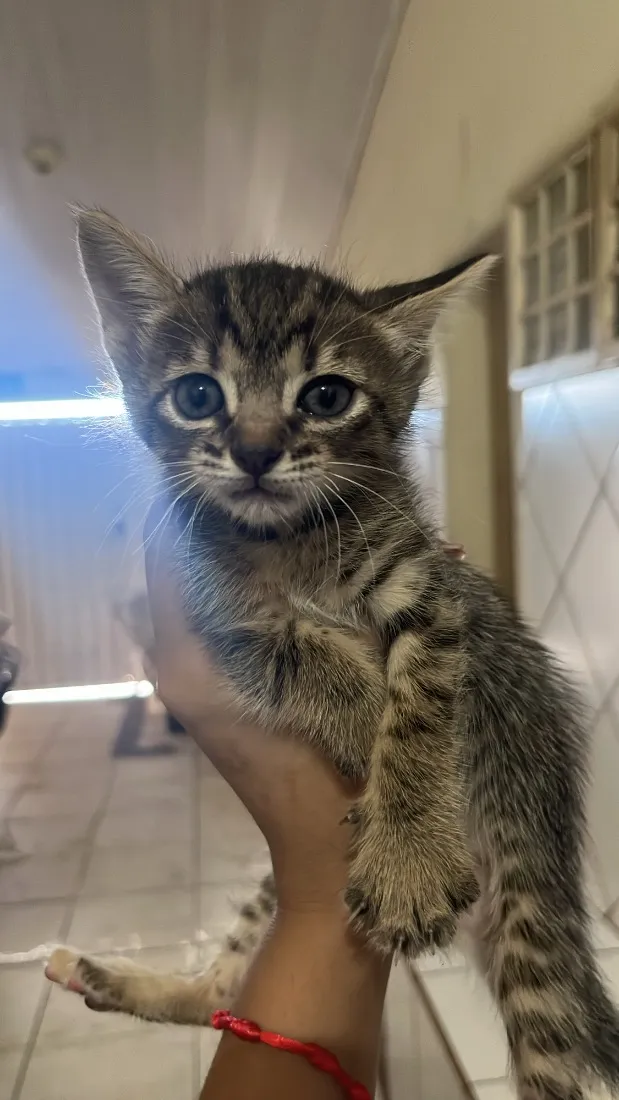 Gato raça SRD-ViraLata idade 7 a 11 meses nome Sem nome 