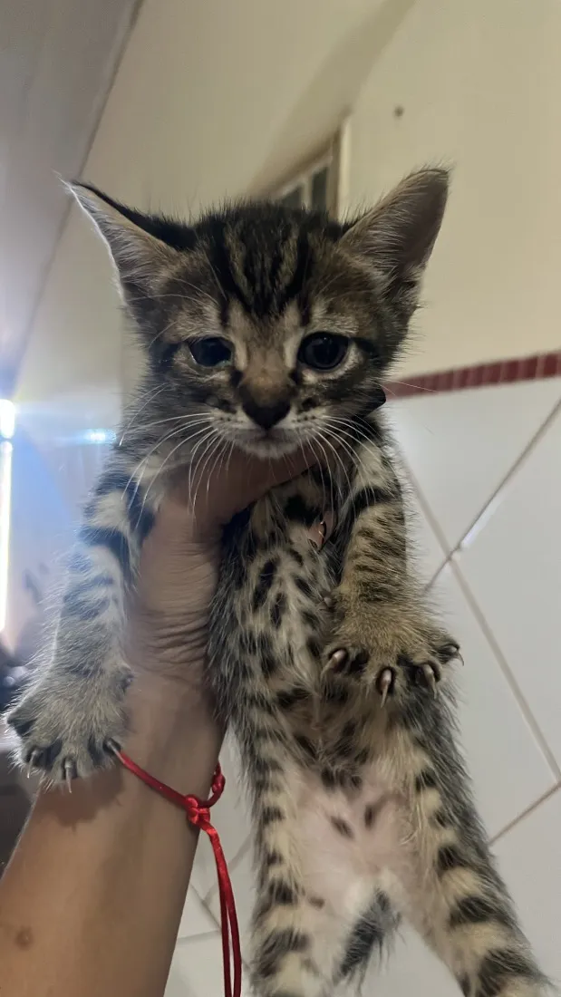 Gato raça SRD-ViraLata idade 7 a 11 meses nome Sem nome 