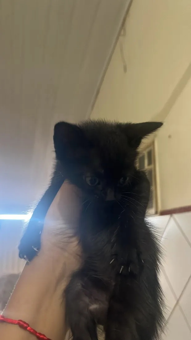 Gato raça SRD-ViraLata idade 7 a 11 meses nome Sem nome 