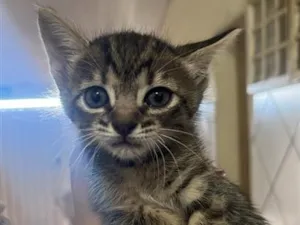 Gato raça SRD-ViraLata idade 7 a 11 meses nome Sem nome 