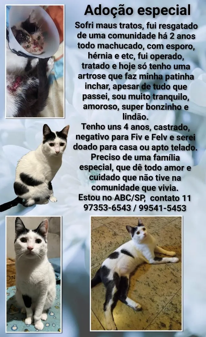Gato raça SRD-ViraLata idade 4 anos nome Frajola