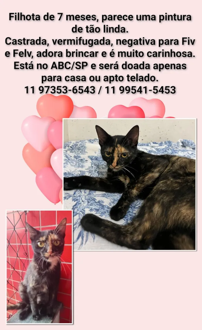 Gato raça SRD-ViraLata idade 7 a 11 meses nome Escaminha