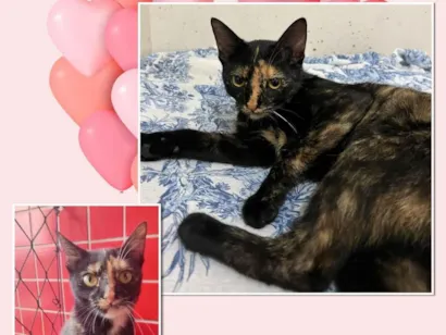 Gato raça SRD-ViraLata idade 7 a 11 meses nome Escaminha