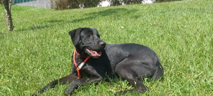 Cachorro raça SRD-ViraLata idade 1 ano nome Max