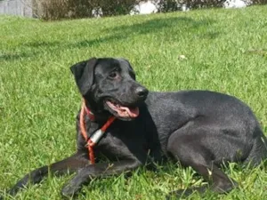 Cachorro raça SRD-ViraLata idade 1 ano nome Max