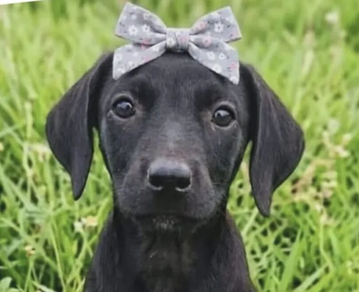 Cachorro raça SRD-ViraLata idade 2 a 6 meses nome Pietra