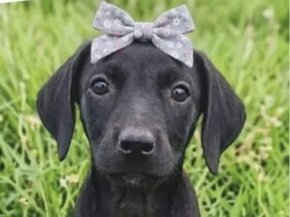 Cachorro raça SRD-ViraLata idade 2 a 6 meses nome Pietra