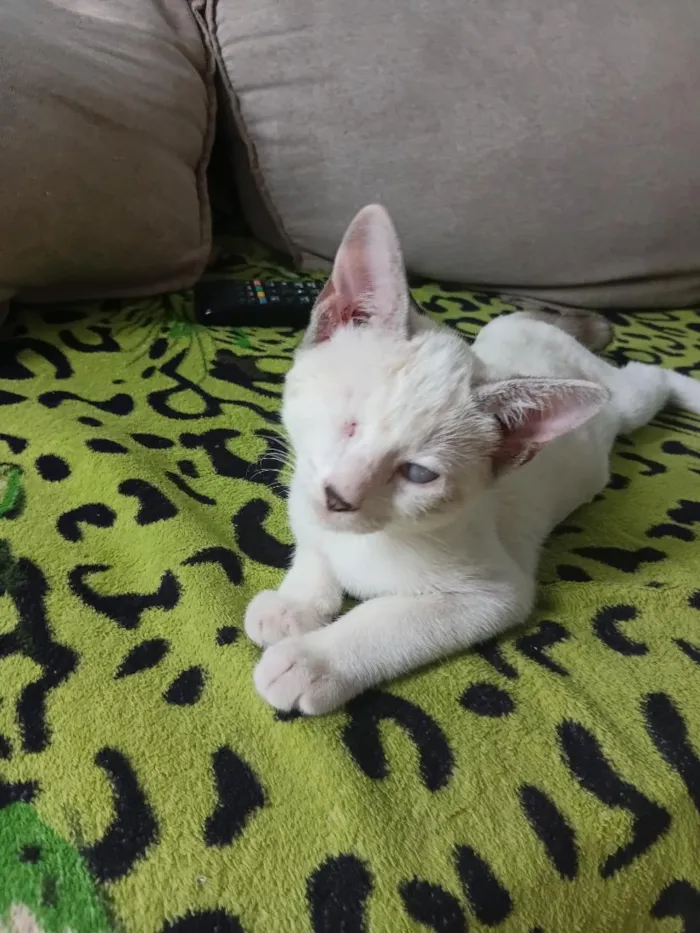 Gato raça SRD-ViraLata idade 2 a 6 meses nome coraline