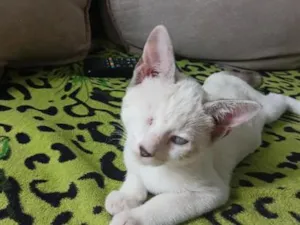 Gato raça SRD-ViraLata idade 2 a 6 meses nome coraline