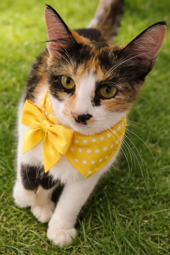 Gato raça SRD-ViraLata idade 1 ano nome Napolitana 