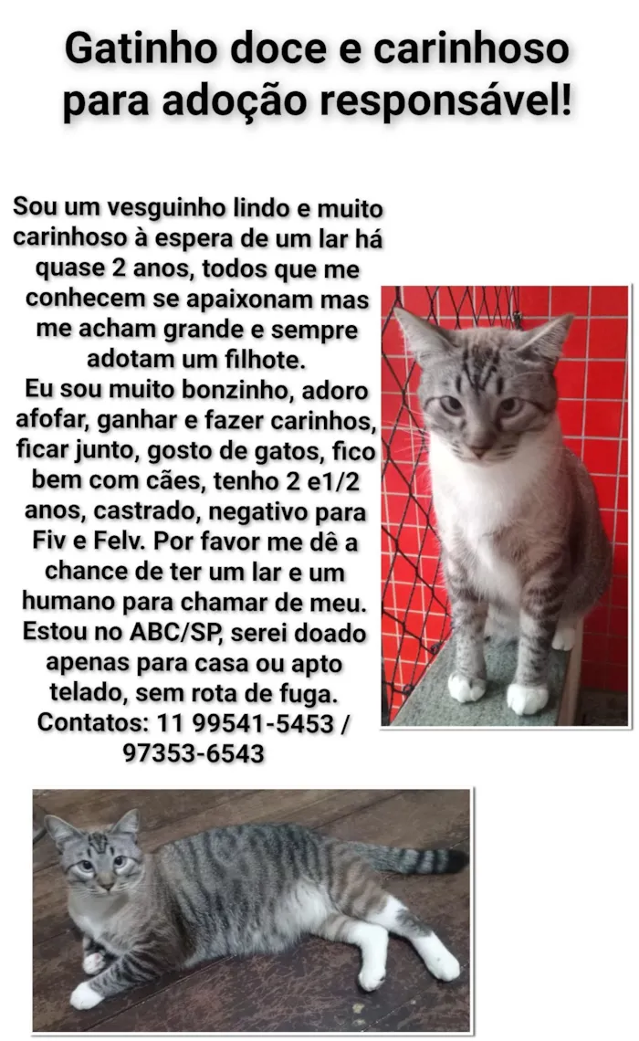 Gato raça SRD-ViraLata idade 2 anos nome Vesguinho