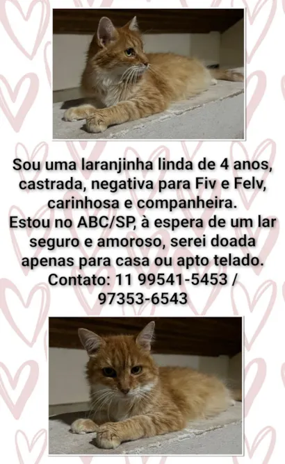 Gato raça SRD-ViraLata idade 4 anos nome Mãezinha