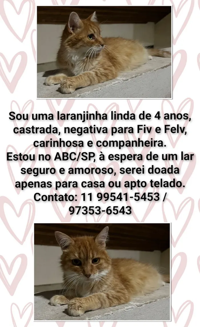 Gato raça SRD-ViraLata idade 4 anos nome Mãezinha