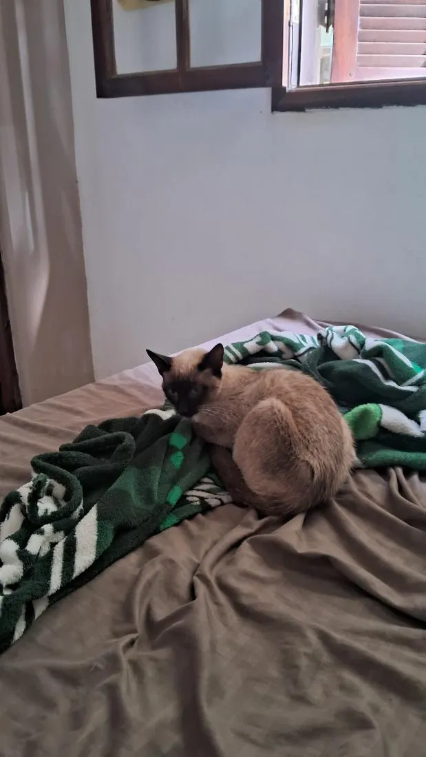 Gato raça Siamês idade 7 a 11 meses nome Mikasa