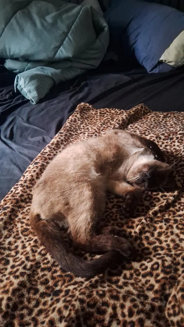 Gato raça Siamês idade 7 a 11 meses nome Mikasa