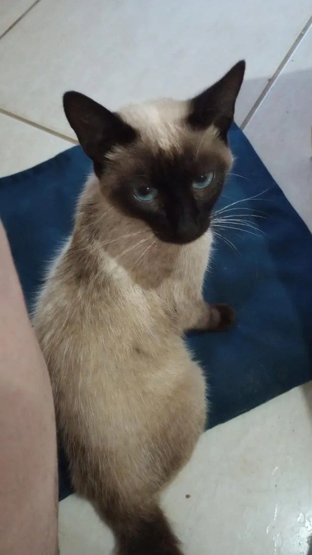 Gato raça Siamês idade 7 a 11 meses nome Mikasa