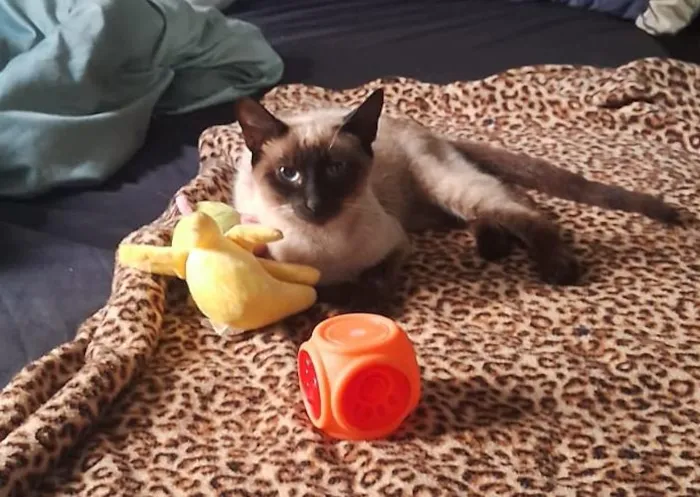 Gato raça Siamês idade 7 a 11 meses nome Mikasa