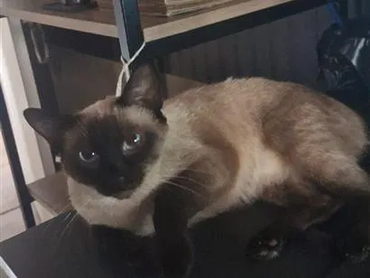 Gato raça Siamês idade 7 a 11 meses nome Mikasa
