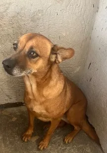 Cachorro raça SRD-ViraLata idade 6 ou mais anos nome Fiona