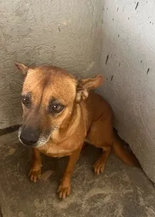 Cachorro raça SRD-ViraLata idade 6 ou mais anos nome Fiona