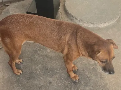 Cachorro raça SRD-ViraLata idade 6 ou mais anos nome Fiona