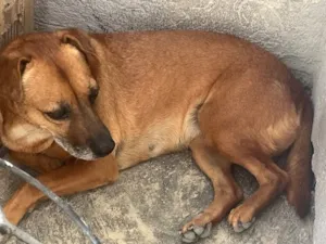 Cachorro raça SRD-ViraLata idade 6 ou mais anos nome Fiona