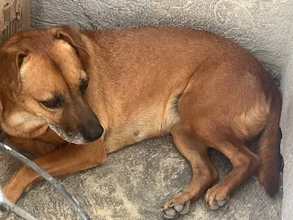 Cachorro raça SRD-ViraLata idade 6 ou mais anos nome Fiona